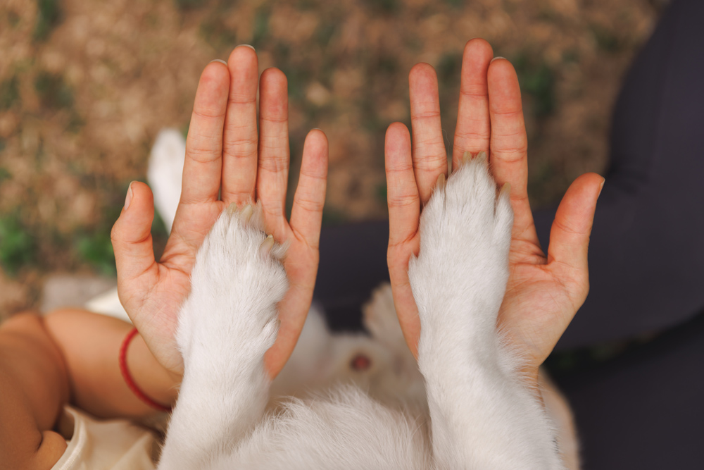 Le sort des animaux de compagnie en cas de séparation du couple