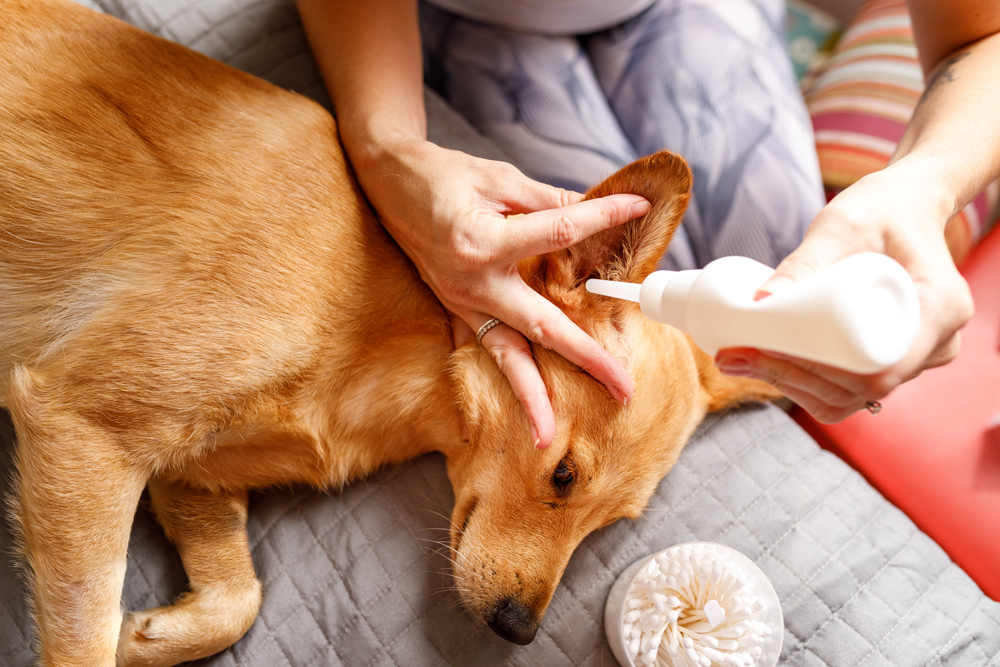 Les critères d'attribution de l'animal - Les soins apportés